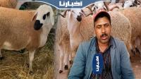 أجي تعرف علاش النعجة ثمنها رخيص على الكبش وخا العلف غالي